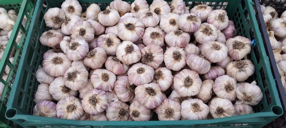 Продається часник "Любаша"