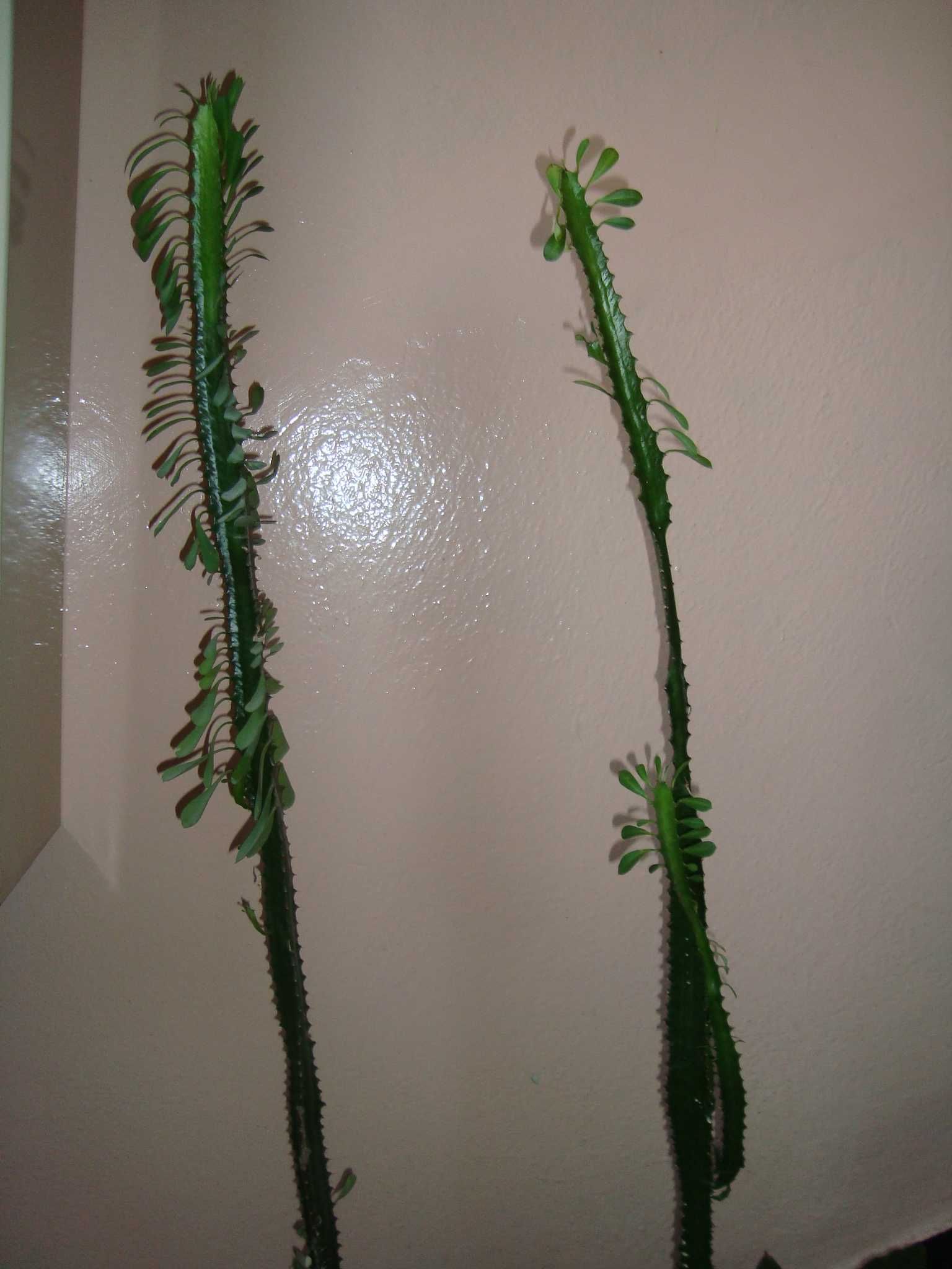 Kaktus Wilczomlecz ok 1 metr