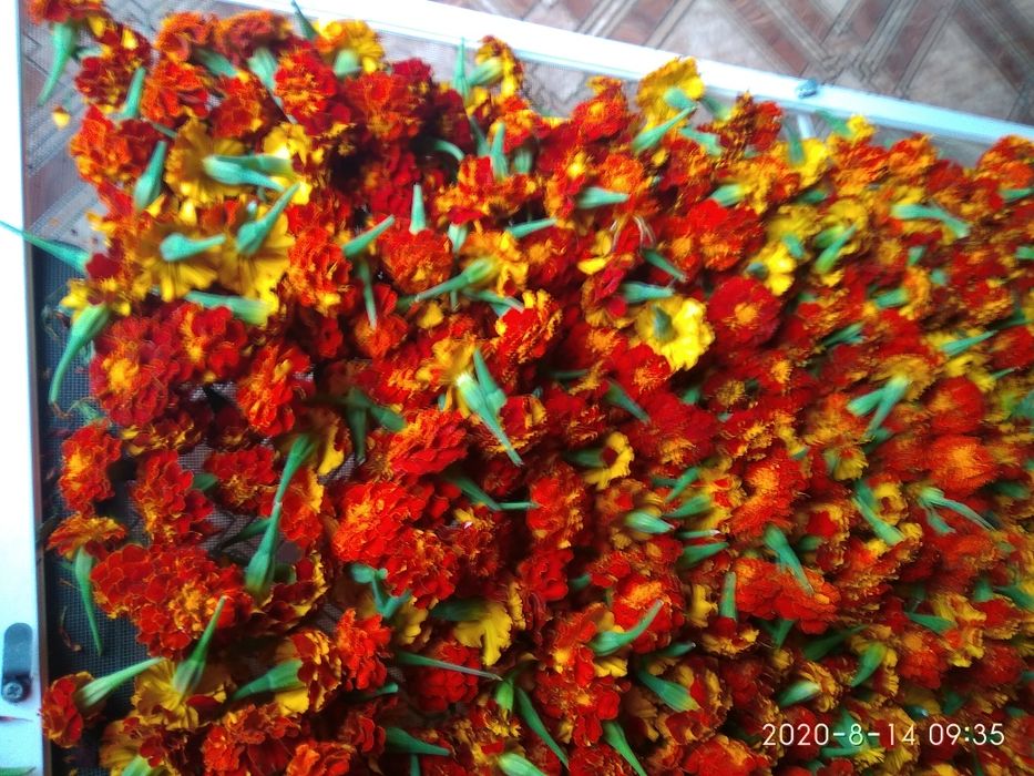 Бархатцы- лучшая противовирусная профилактика. Эффективно,бюджетно.