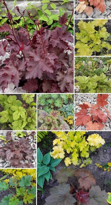 Продам гейхери і гейхерели