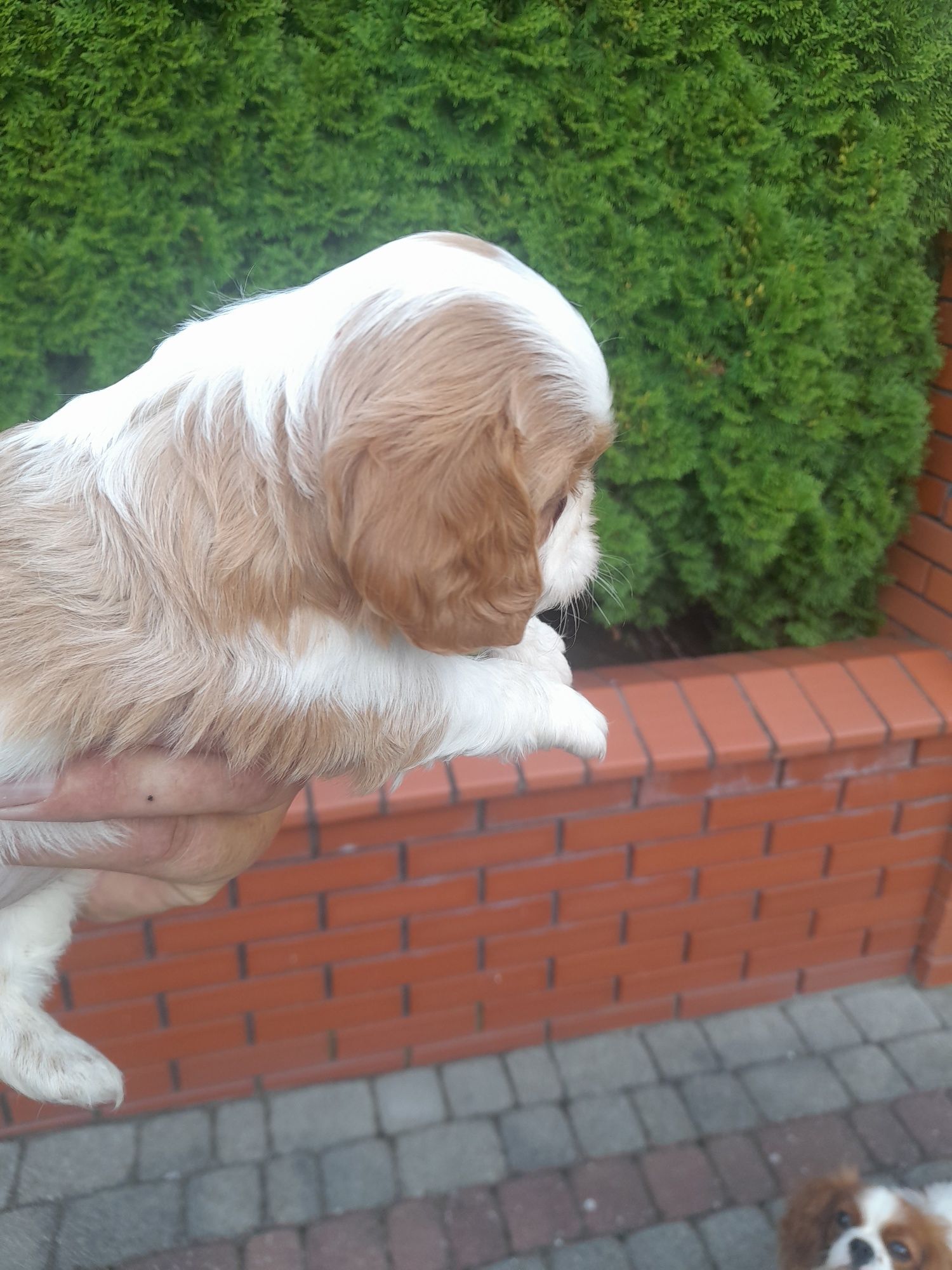 Piesek Cavalier king charles spaniel