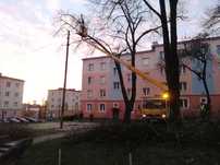 Wycinka drzew, czyszczenie działek, rębakowanie gałęzi, frezowanie pni