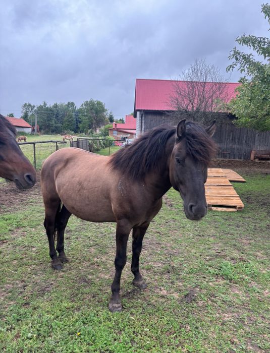 Wałach huculski, hucuł