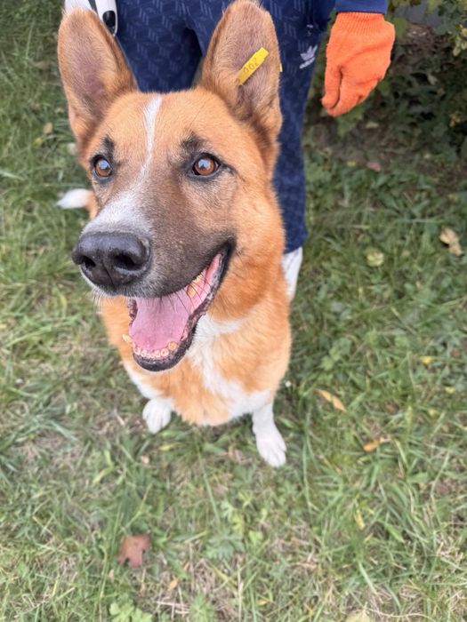 Песик Макс шукає родину