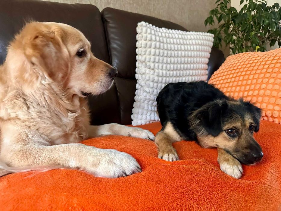 Podaruj jej dom! Mała Arizona!