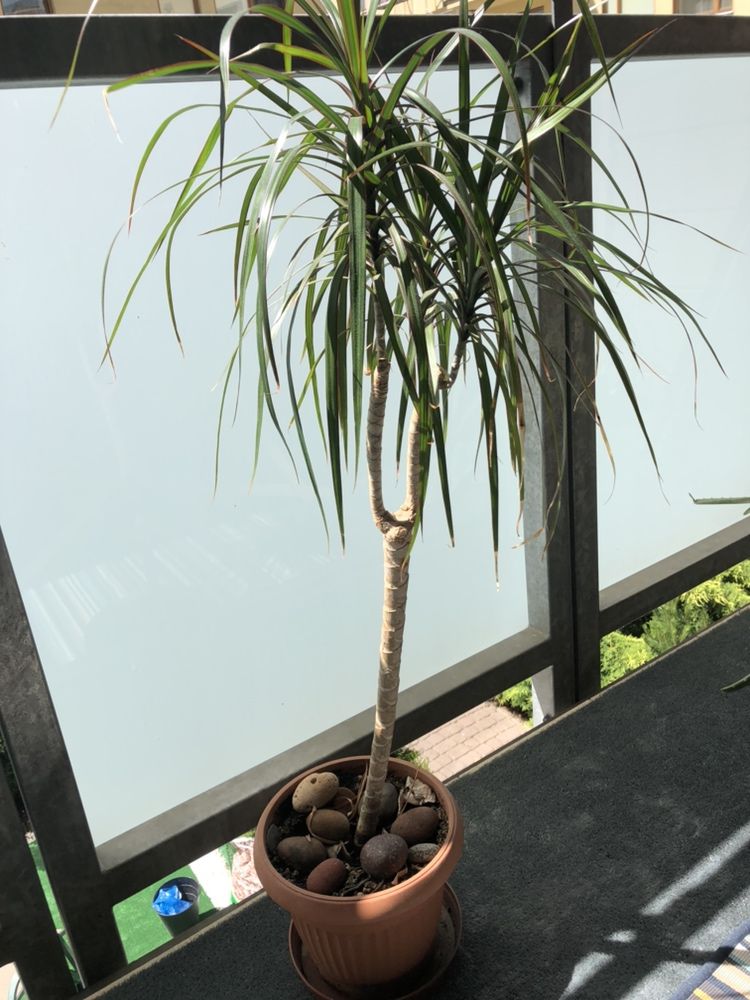 Dracea palma roslina doniczkowa smocza palma