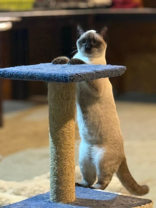 Gatinhos 7/8 meses ADOÇÃO!