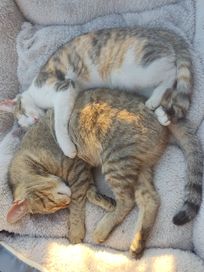 Kotki do adopcji (wysterylizowane)