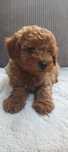 Pies Basso Pudel Miniaturowy Red