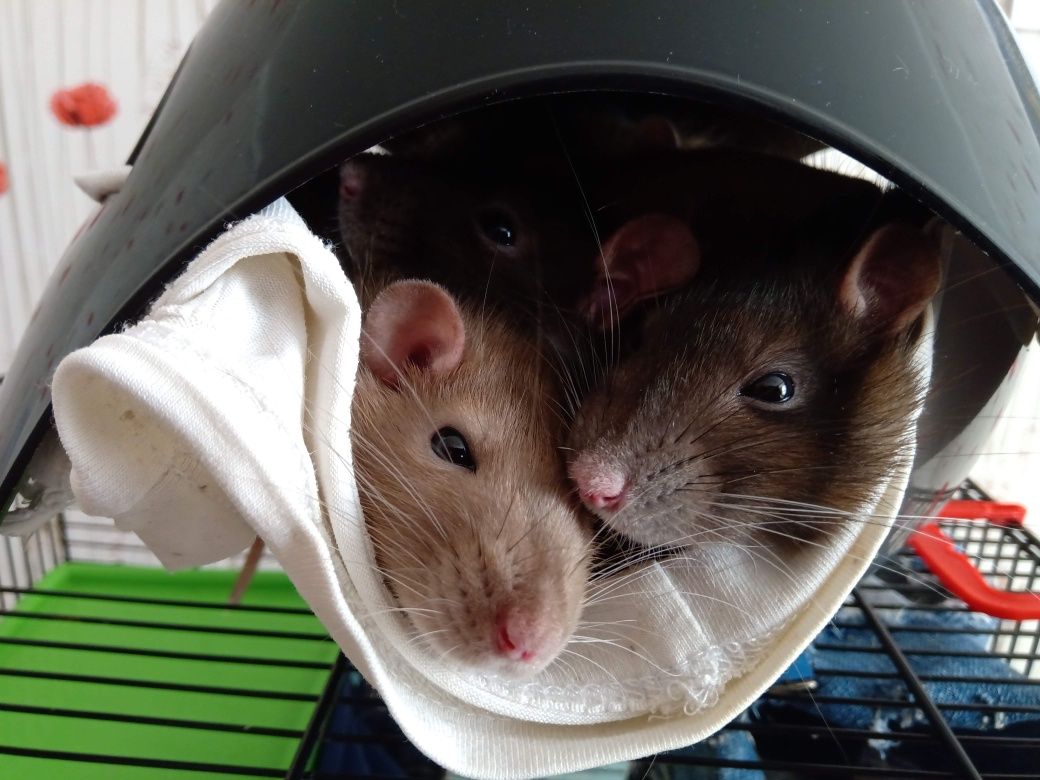 Крысы, крысята, щури,пацюки -консультации,ответы на вопросы -бесплатно