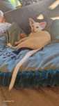 Orientalne , Peterbald
