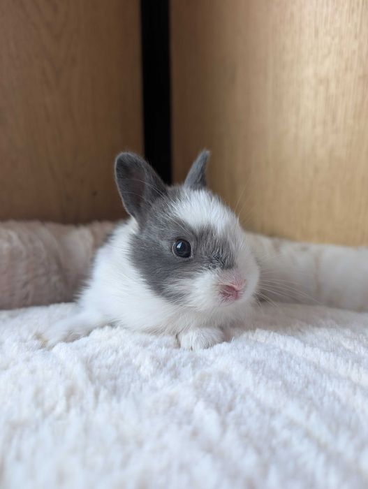 Królik karzełek, mini lop, miniaturka
