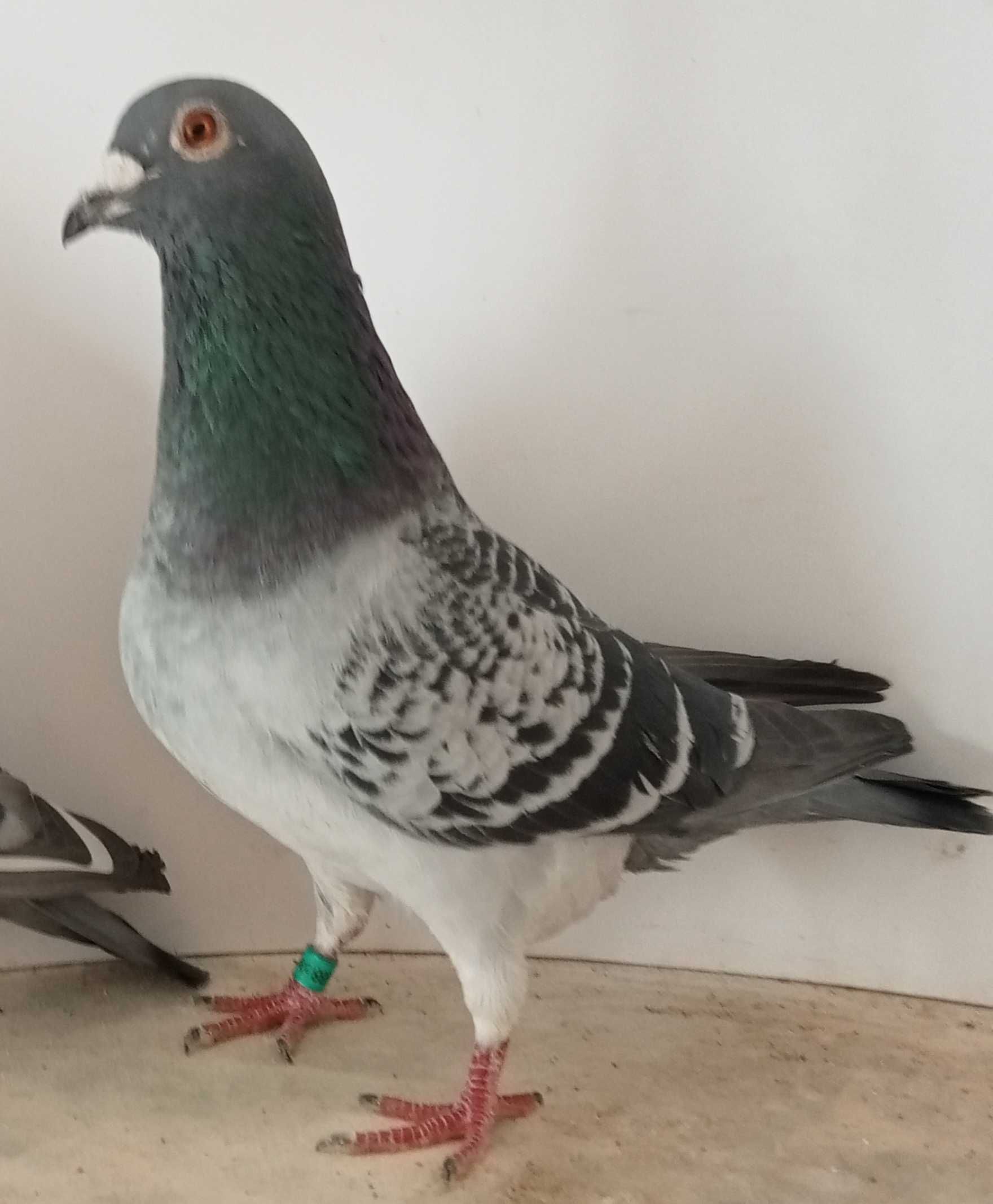 Lindo pombo correio linha de fundo