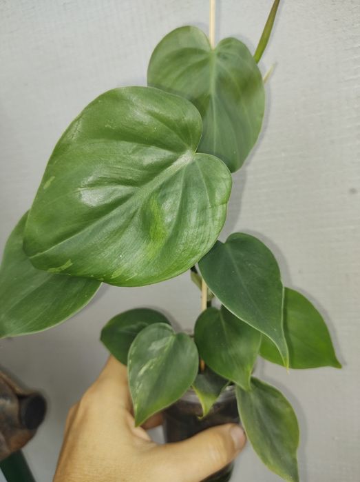 Філодендрон хедерацеум ріо сіам санрайз сканденс єлов