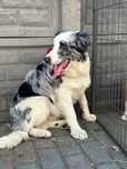 Pies Border Collie blue merle