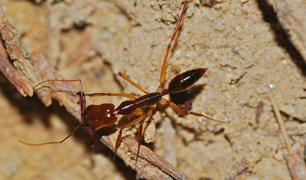 Mrówki Odontomachus rixosus 1Q parę miesięcy w PL
