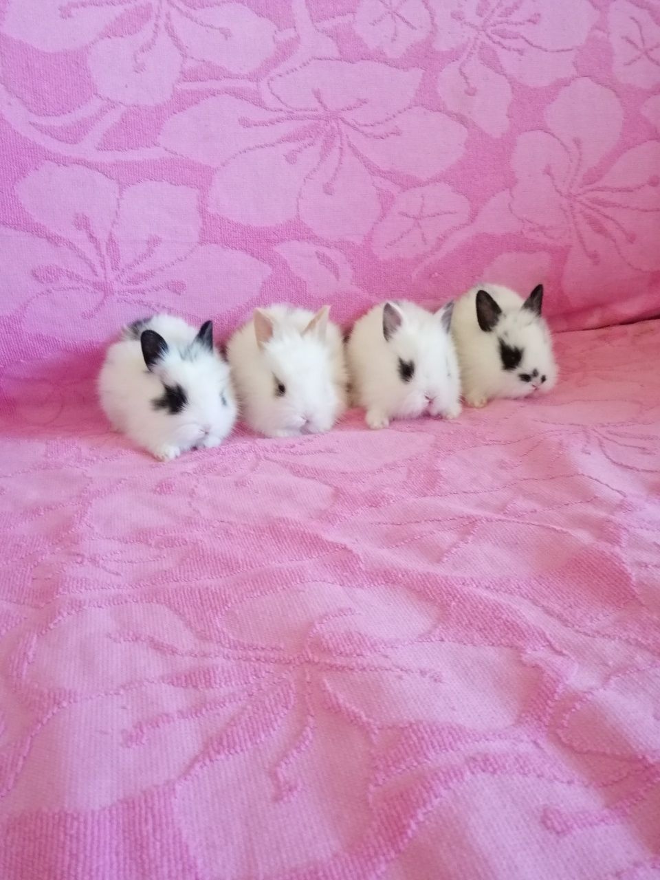 Królik karzełek, króliki miniaturki