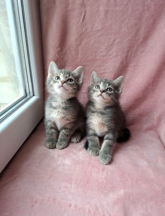 Очаровательные шотландские котята