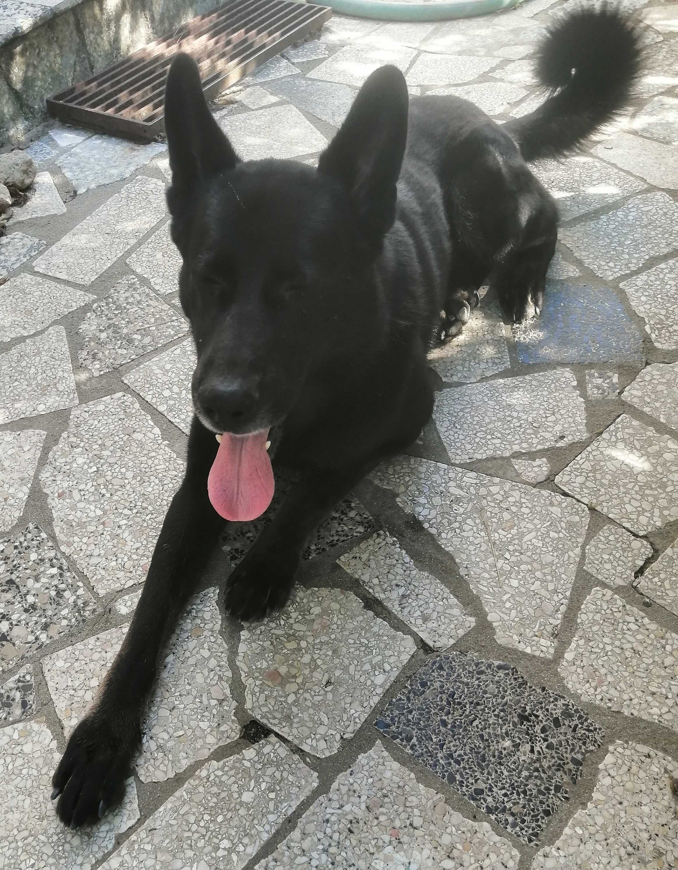 Cães machos para adopção responsável, um é Pastor Alemão