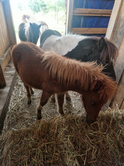 Kucyk Ogierek Wojtek