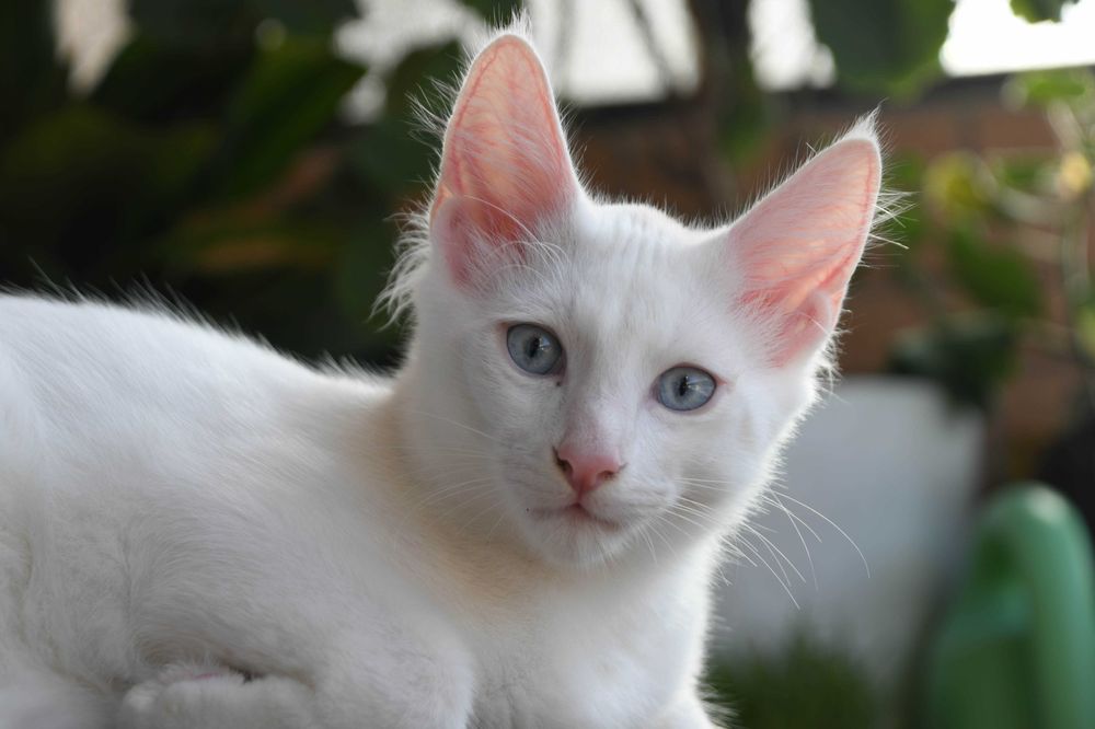 Gatinho Angorá Turco branco e de olhos azuis. Audição perfeita