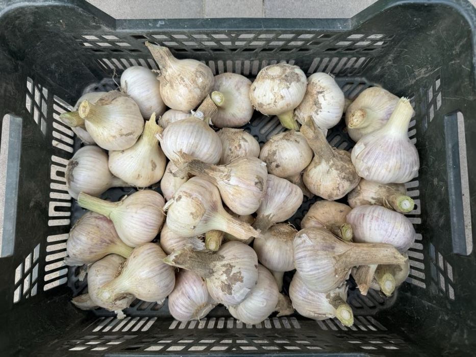 Czosnek Ornak ozimy na kilogramy