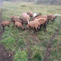 Owce kameruńskie