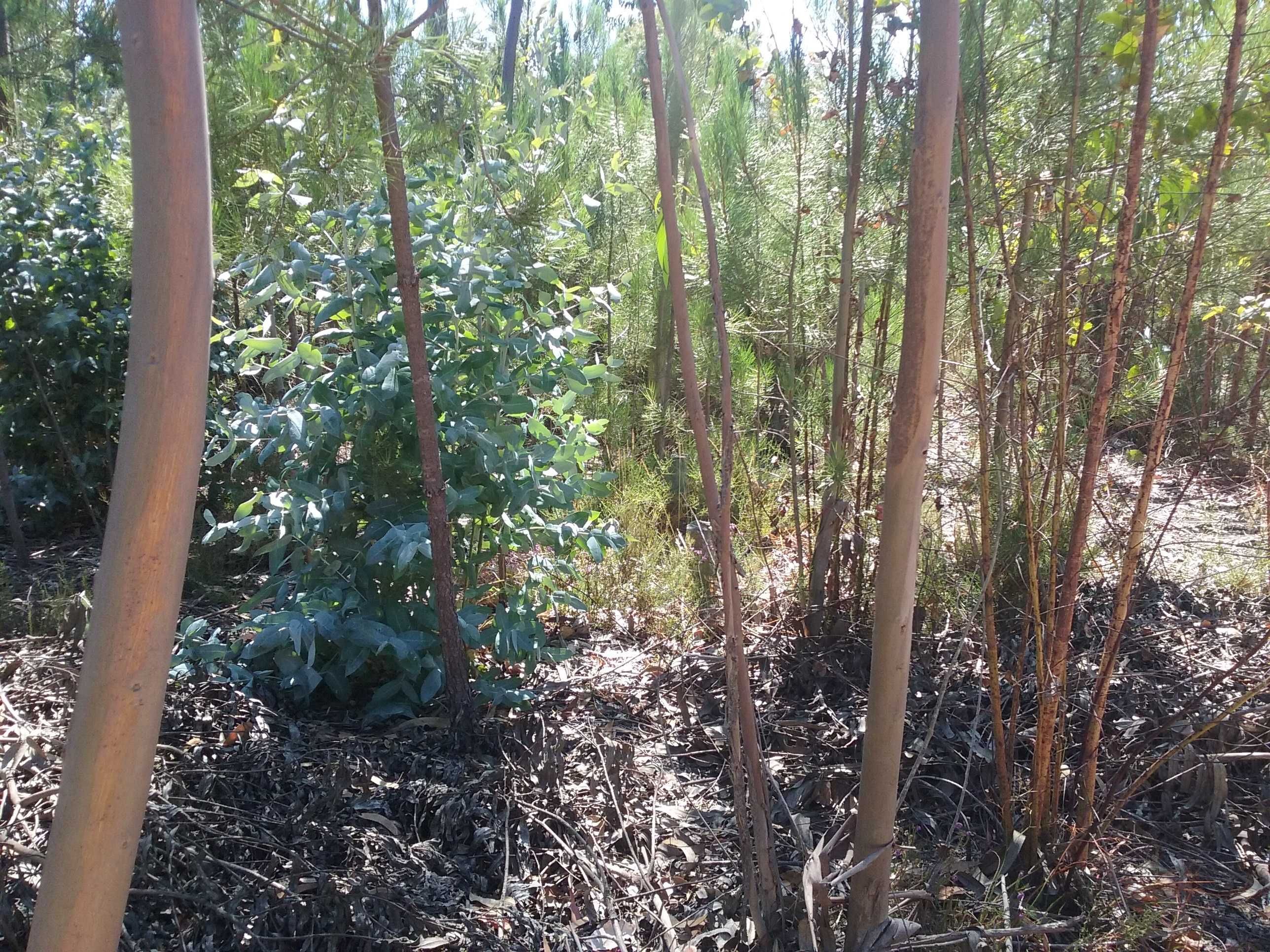 Empresas exploração florestal. Dois prédios rústicos pelo preço de um!