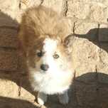 Border collie fêmea bicolor