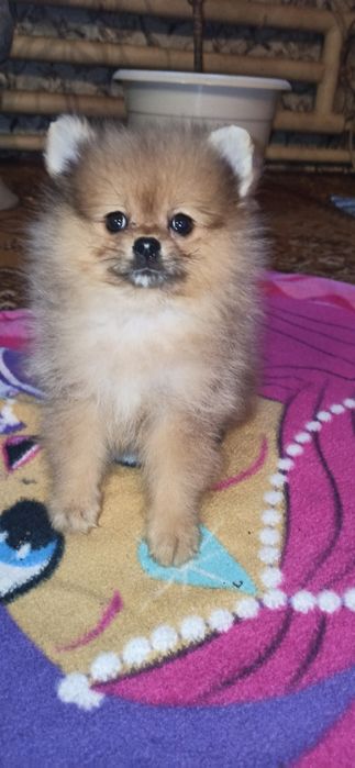 Щенки померанскоко шпица