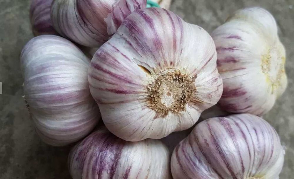 Czosnek zimowy Harnaś do sadzenia 10 główek -Flora Szczecin
