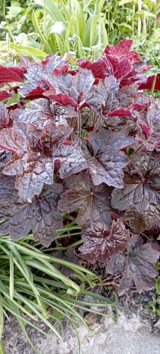 Гейхеры, анемона, хосты, астильба