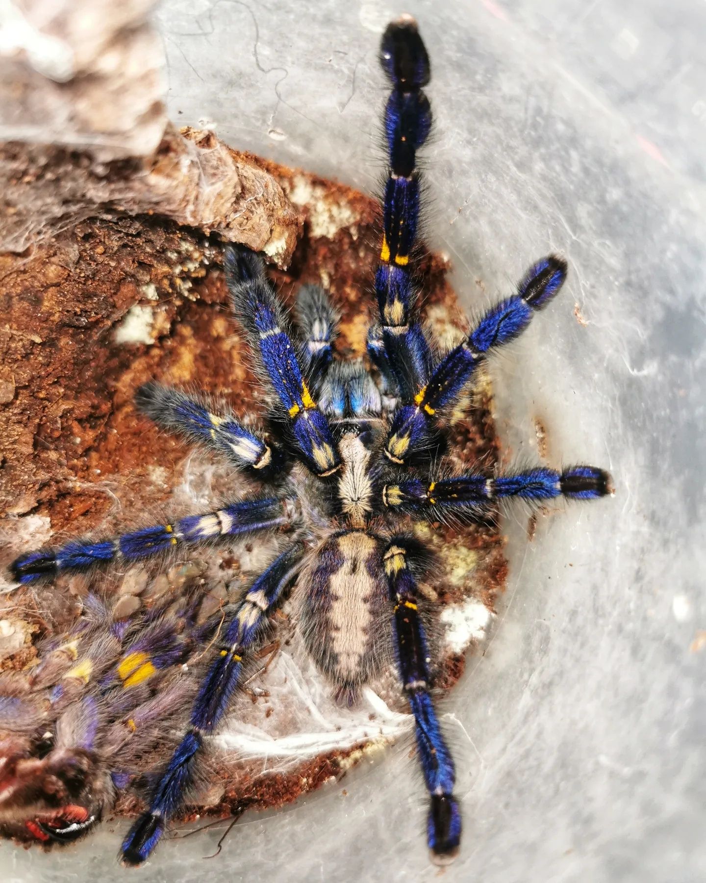 Ptasznik Poecilotheria metallica samica ok 5,5dc + dokument legalności