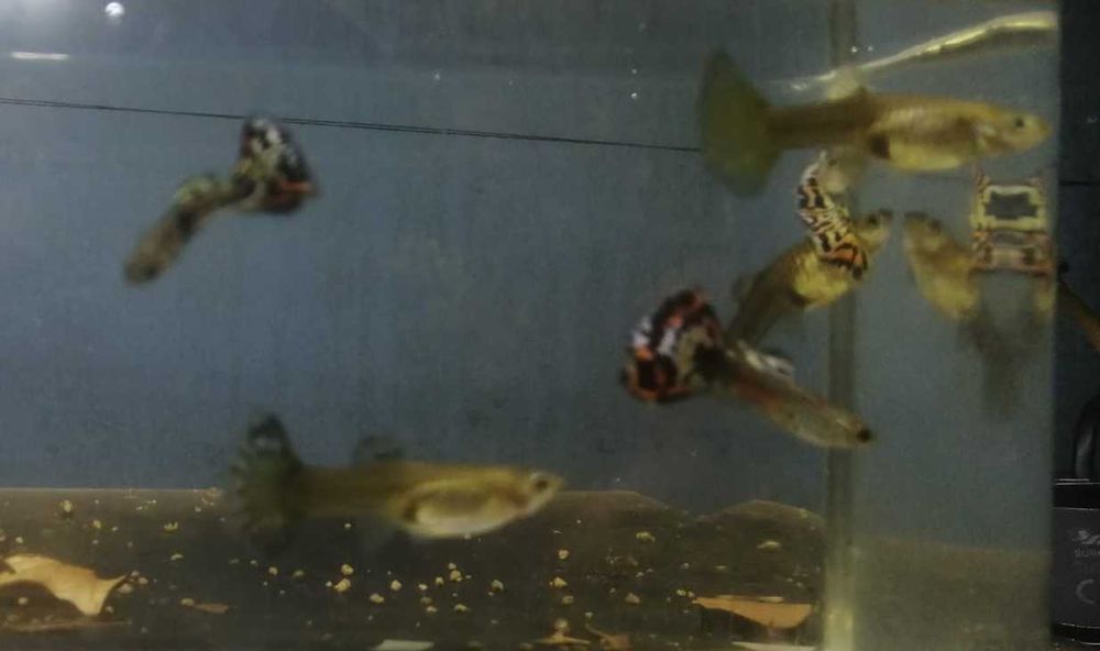 Guppy's   3 Fêmeas + 3 Machos   5€
