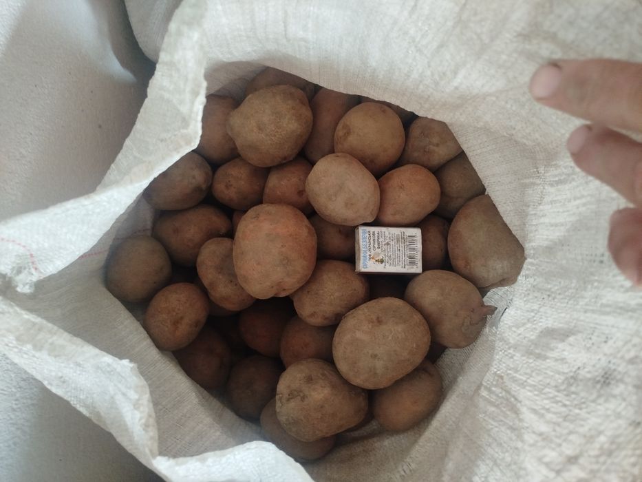 Продам домашню картоплю