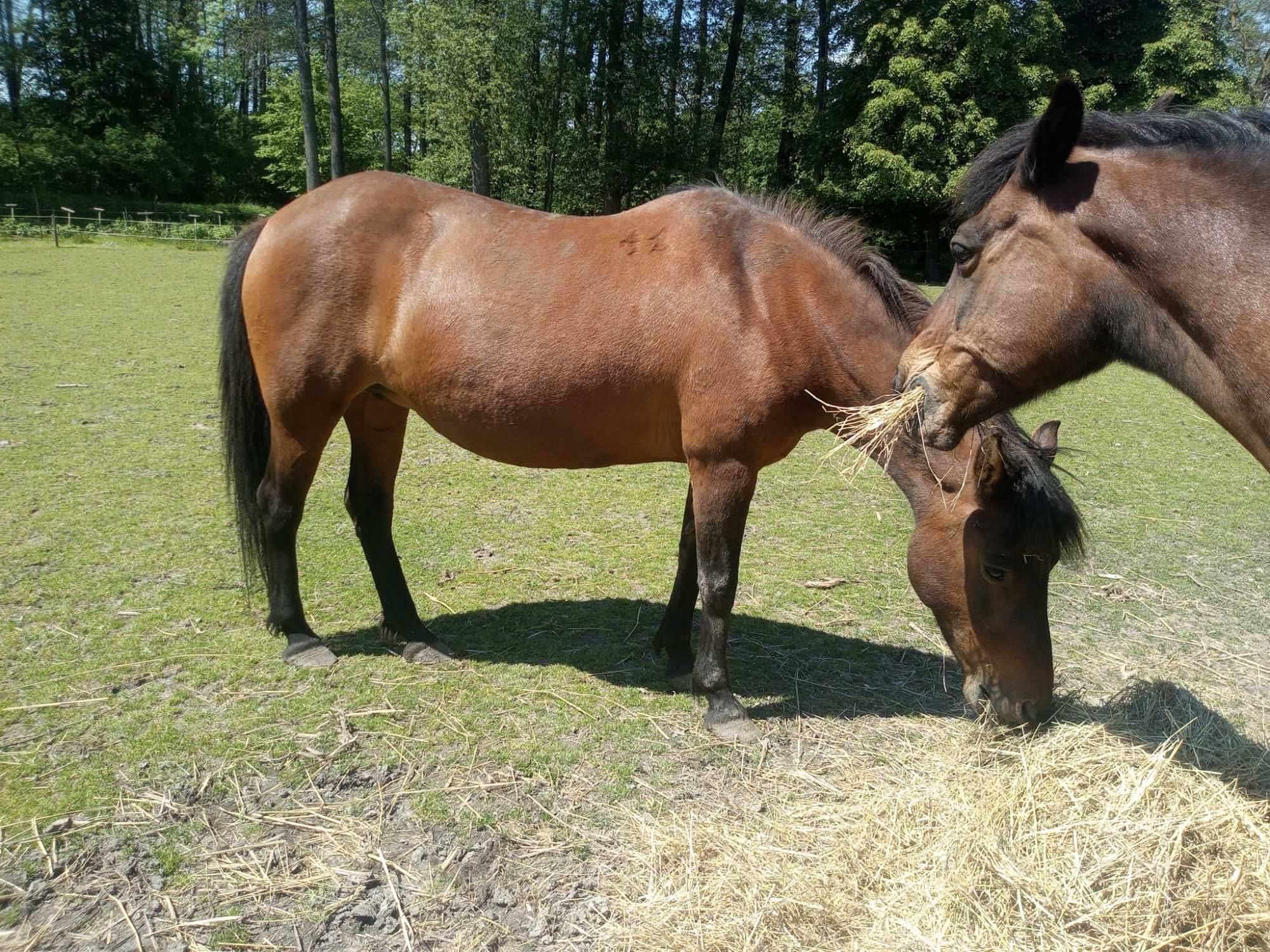 Sprzedam klacz huculską