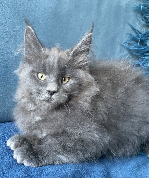 Niebieska kotka maine coon z hodowli Enklawa*PL