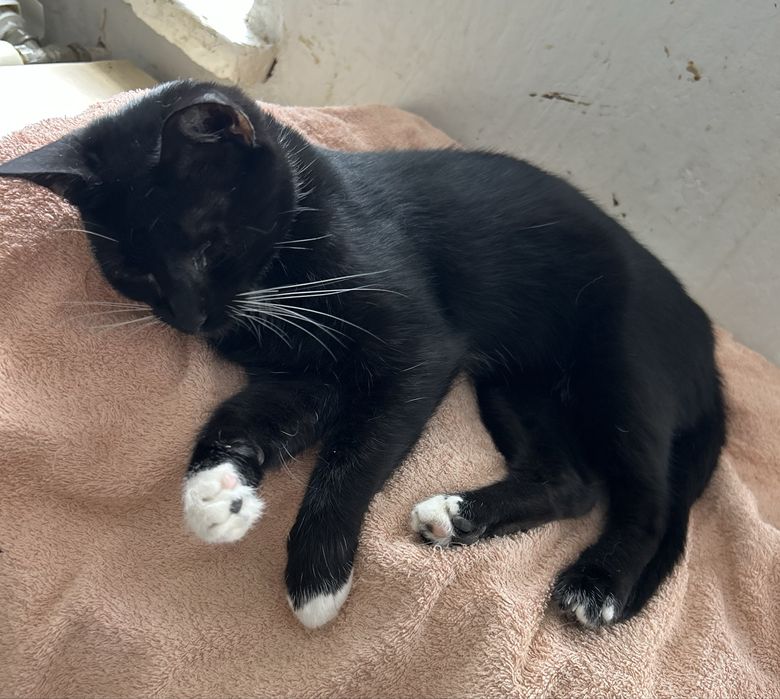 Ostoja mruczków kotka Zoja do adopcji