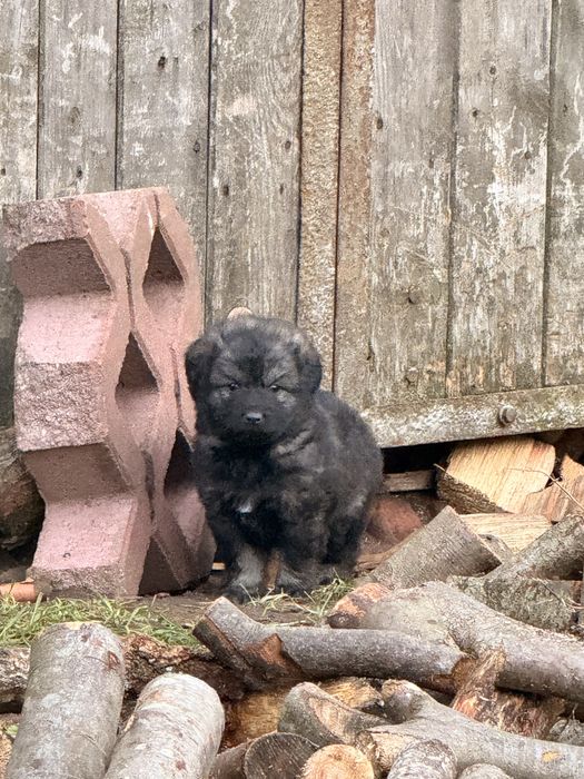 Kundelki szczeniaki szukają domku