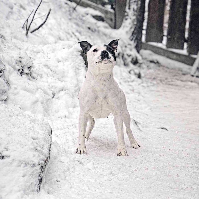Staffordshire Bull Terrier staffik Suczka