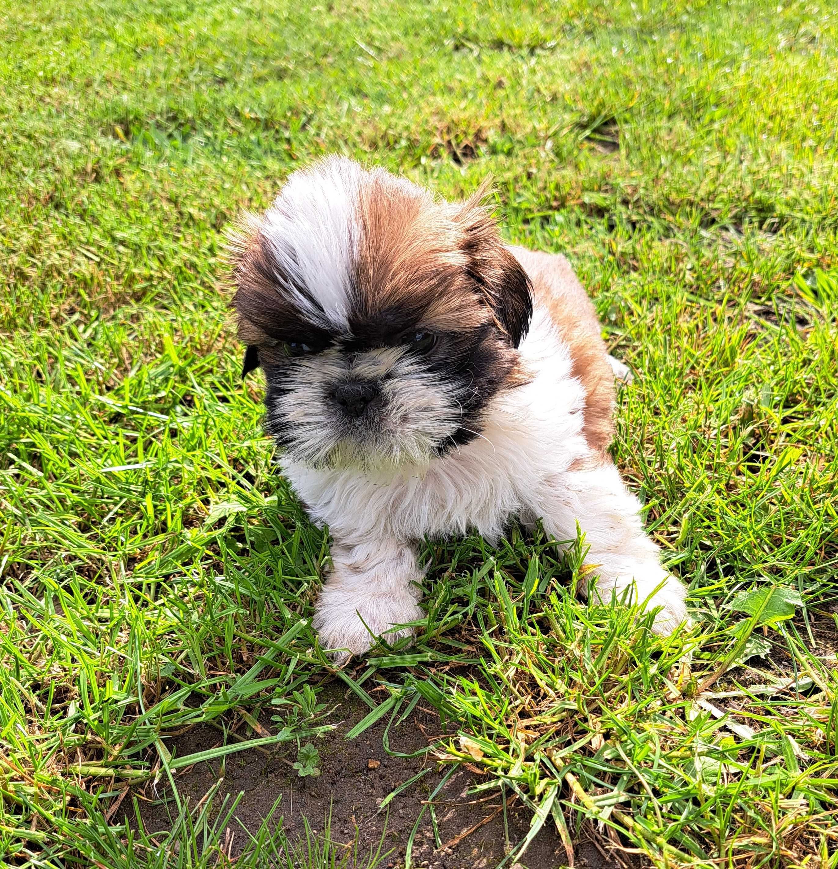 Szczeniak Piesek Shih Tzu, Tricolor