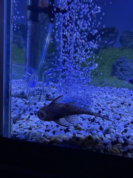 Pleco Ancistrus Femea