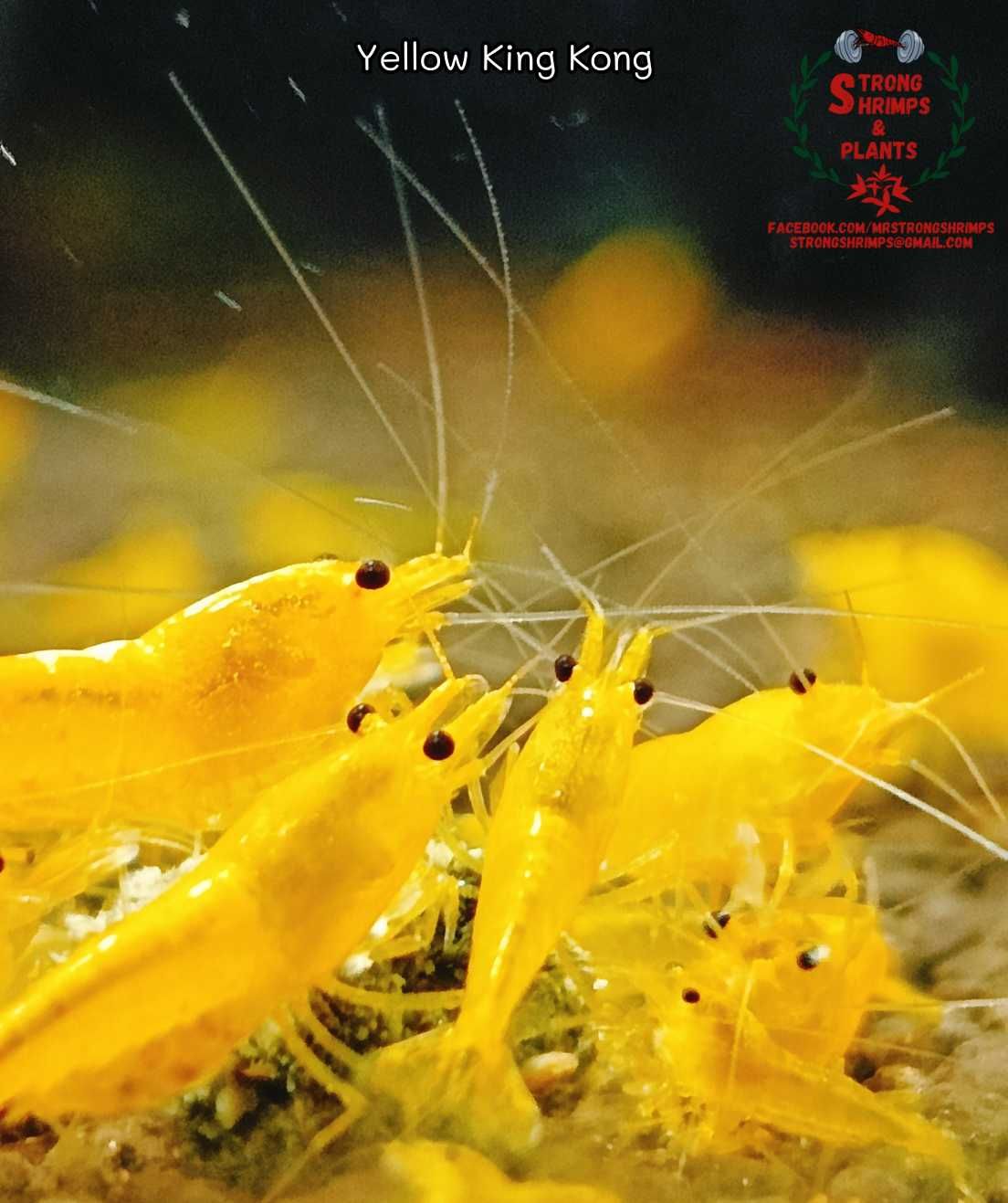 Krewetki Caridina Yellow King Kong gen Galaxy ZAMIANA GRATIS PROMOCJA