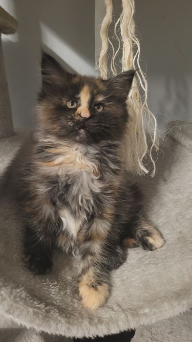 Kotka Maine Coon szylkretka FPL