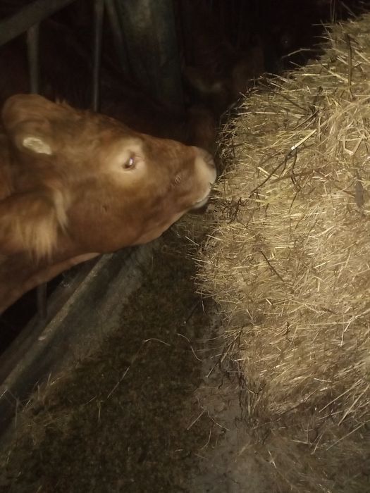 Silagem de milho embalada em bidões