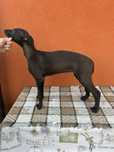 Szczeniaki rasy Chart Agnielski Greyhound