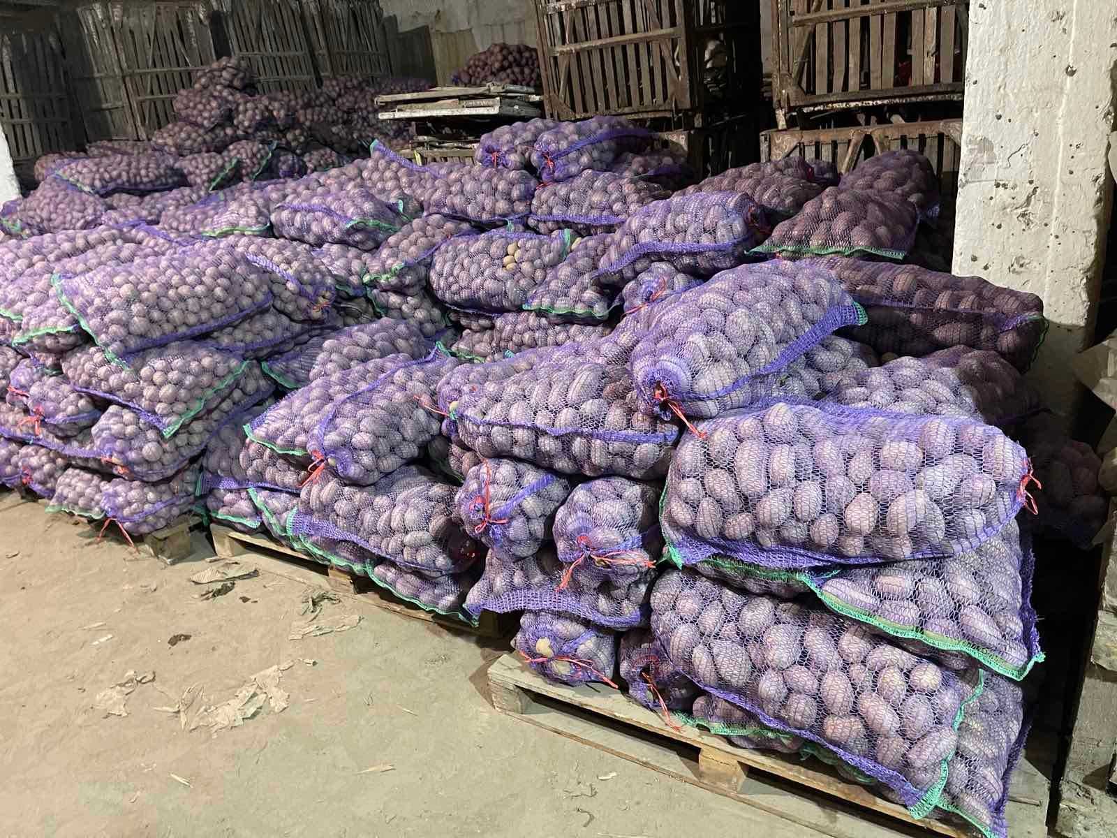Продаж та реалізація насіннєвої картоплі сорту Скарбниця,
