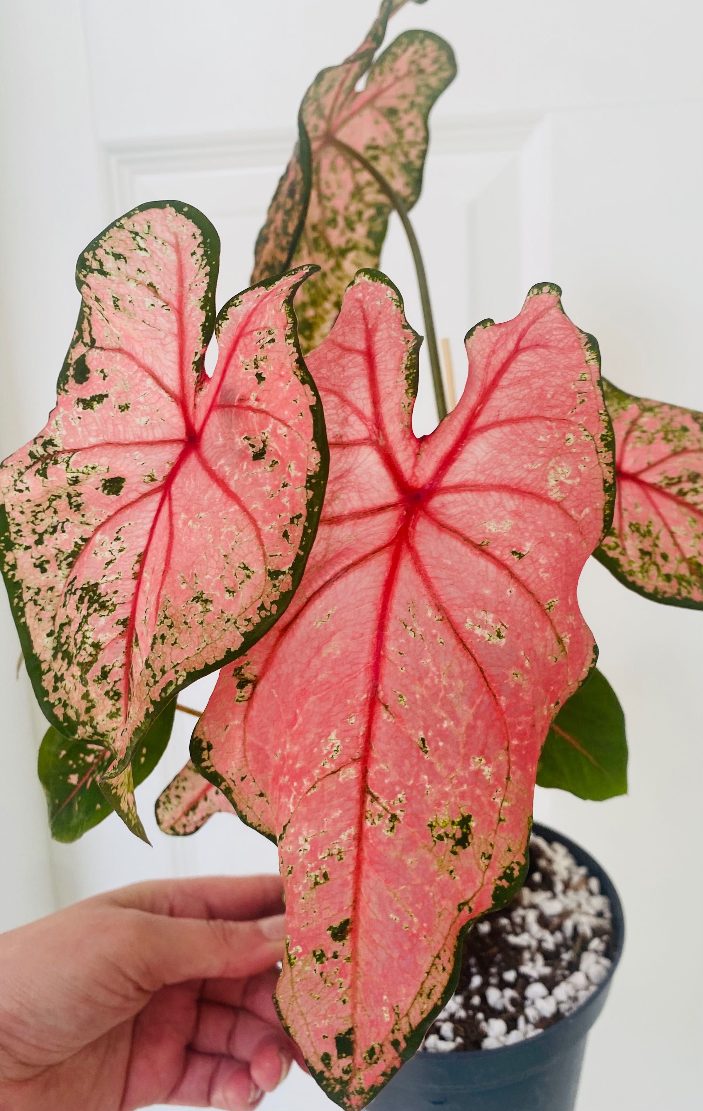 Caladium Pink Beauty