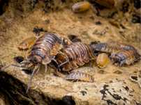 Isopody Porcellio scaber "Lava" 12szt. - ekipa sprzątająca