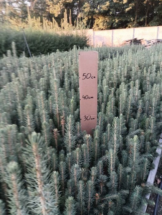 Świerk Srebrny odm. Kaibab ( Picea pungens)15-30 cm